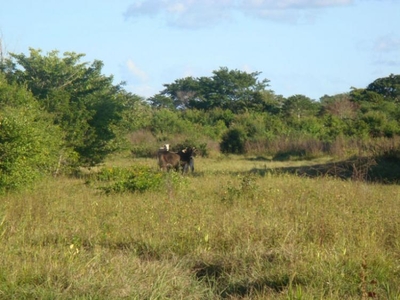 Rancho en Venta en Mamantel Francisco Villa (Mamantel), Campeche