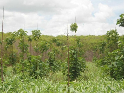 Terreno en Venta en Hopelchén, Campeche