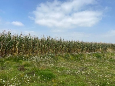 TERRENO EN VENTA EN CALIMAYA