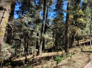 Venta Terreno 0 Ambiente Bosques De San Cayetano