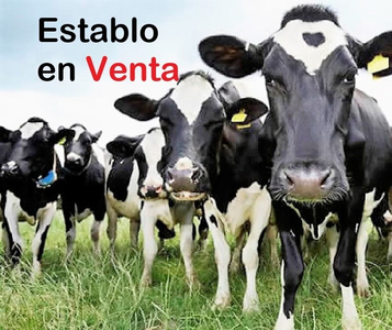 Rancho Ganadero Lechero Establo En Venta Ganado Vacas Lecheras Holstein