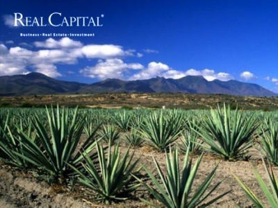 Invierte en Oaxaca, tu rancho de producción de maguey