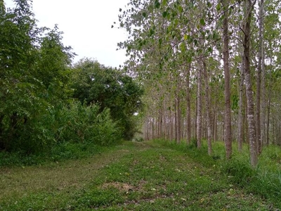 Plantación de Arboles en Venta en Veracruz