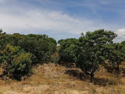 Terreno con Arboles Frutales, El Bejuco, Acapulco de Juárez