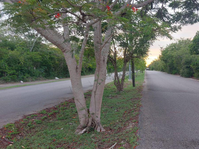 Terreno En Venta En Ceiba Dos Al Norte De Merida