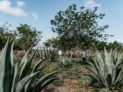 Kantunil Rancho Mezcalerp De 48 Hectareas En Yucatan En Venta