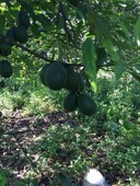 venta de finca en valle de bravo