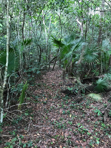 Terreno En La Selva, Camino A Isla Holbox Quintana Roo