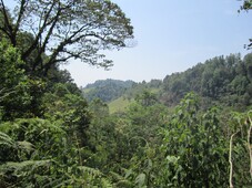 Beautiful land in a forested area with mesophile vegetation