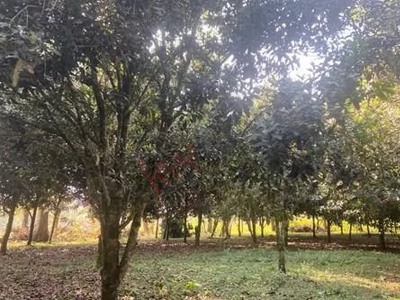 Se Vende Rancho Productivo De Nuez De Macadamia Orgánica, En Rancho Viejo, Veracruz