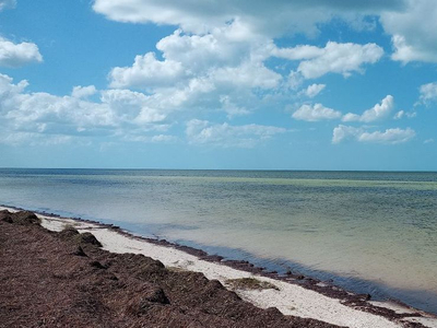 Terreno Frente Al Mar Con 20 Mts Lineales De Playa En Dzilam
