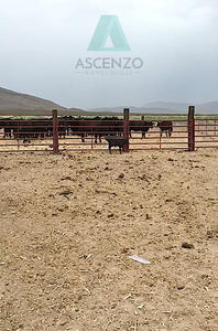 Rancho Agrícola / Ganadero En Venta Por Ejido La Esperanza. Carr. Cd Juarez