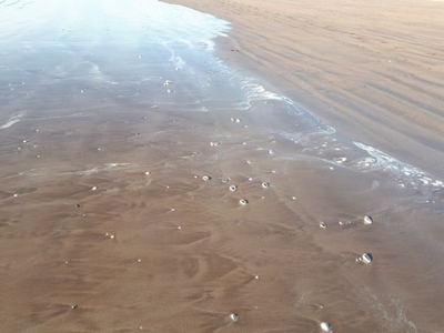 Ultimos Terrenos en Venta en Nayarit a pie de Playa, Inversion