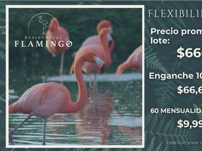 Lotes En Venta: Residencial Flamingo