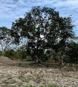 Terreno en venta en Cosgaya, Mérida Yucatán