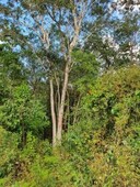10000 m hectareas en venta ruta de los cenotes