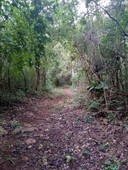 terreno de 128 has sobre carretera calotmul-nahbalam, yucatán.