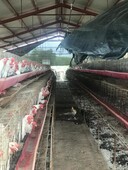se vende granja de gallinas ponedoras, con inventario de 3500 aves. metros cúbicos