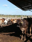rancho ganadero en venta buctzotz, yucatan