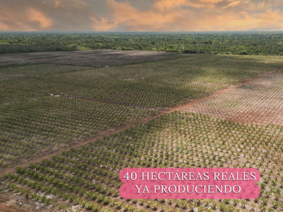 Lotes Y Plantación De Pitahaya En Yucatan. Tu Campo Agrícola De Oro Rosa.