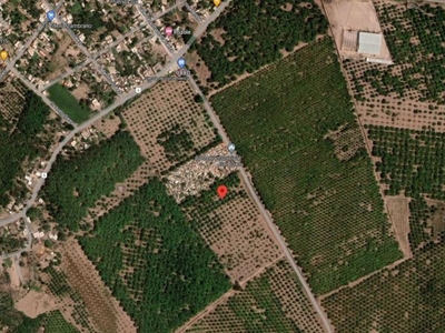 33 hectáreas de siembra en El Pozole, El Rosario