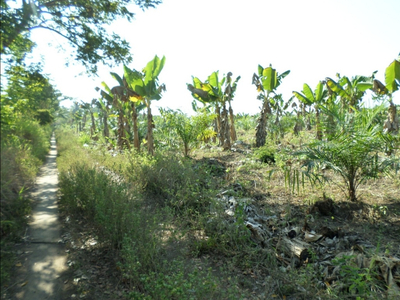 Vendo 8 Hectáreas De Tierra Con Plantación De Plátano Macho