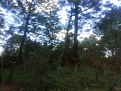 Terreno céntrico en el bosque de mazamitla
