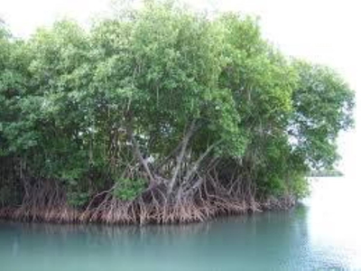 Terreno En Venta En Bacalar Centro