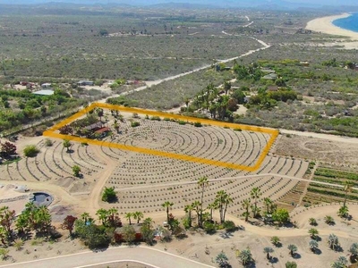 La Pastora Beach Agave Fields