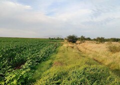 7 hectáreas de riego la higuerita