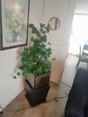 VENDO LINDO DEPARTAMENTO BAJA DE PRECIO EN COLONIA ACACIAS