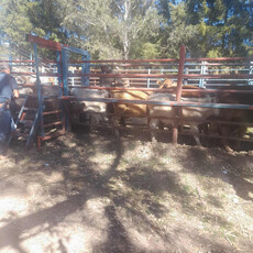 Rancho Con Ganado Y Maquinaria 450 Hectareas