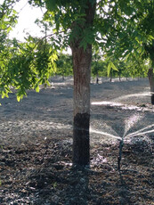 Venta De Terreno Con Nogales En Parras De La Fuente, Coah.