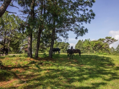 Terreno en venta en Real de Encinos, Tapalpa, Jalisco.