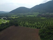 se vende 209 hectareas en los tepames colima