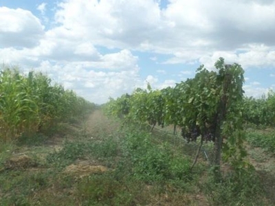 Rancho en Venta en Luis Moya Zacatecas Agrícola 100%.