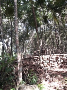 12 hectáreas en la ruta de los cenotes - (3)