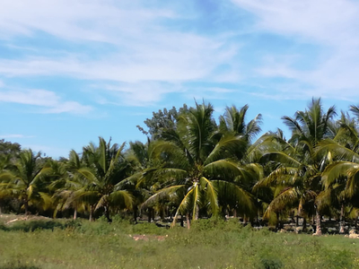 Venta De Granja De 5.5 Hectareas En Uman Yucatán